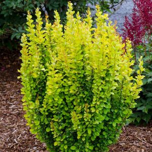 Berberis thunb. 'Golden Rocket' (Dráč thunbergov)
