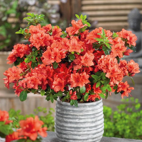 Azalea japonica ´Geisha Orange´ (Azalka japonská ´Geisha Orange´ ) ***