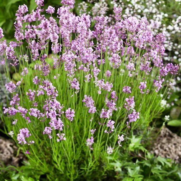 Lavandula angustifolia ´Rosea´.