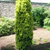 Taxus baccata ‘David‘ (Tis obyčajný)