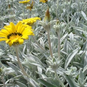 Gazania splendens - žltá ´