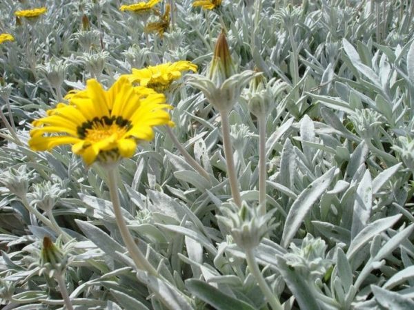 Gazania splendens - žltá ´