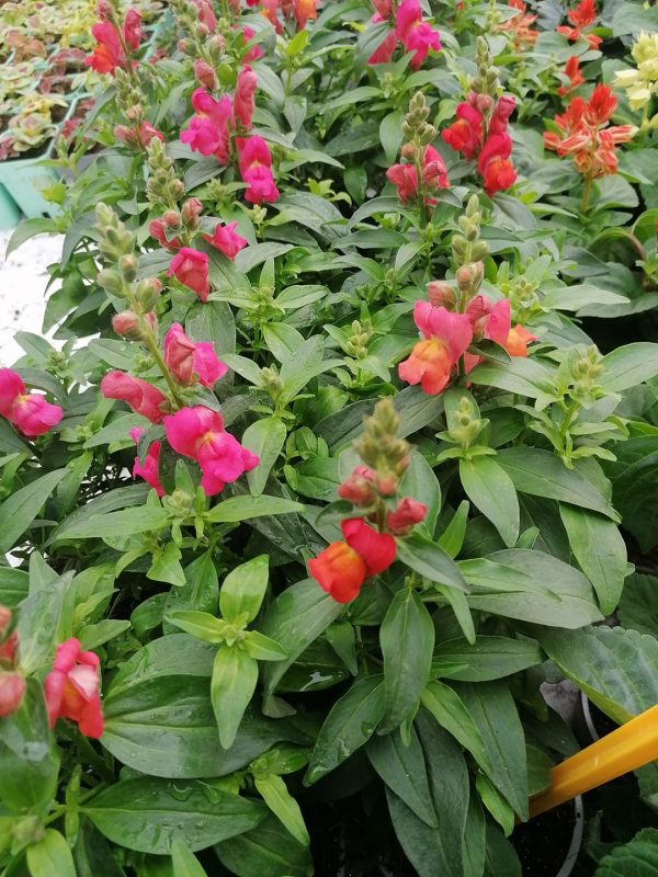 Antirrhinum ´Twinny Mixture´ (Papuľka)