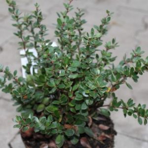 Berberis buxifolia ´Nana´ ( Dráč krušpánolistý)