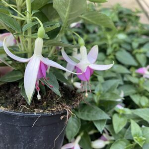 Fuchsia magellanica (Fuksia)