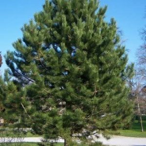 Pinus nigra (Borovica čierna)