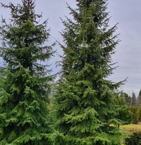 Picea omorika (Smrek omorika)
