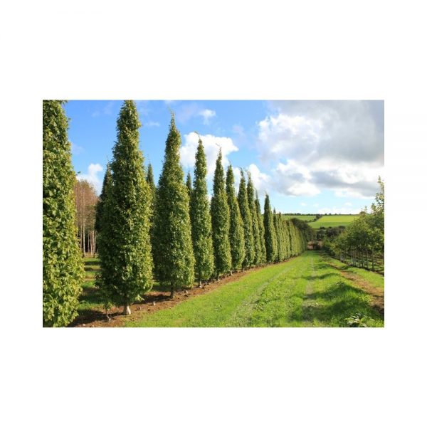 Carpinus betulus ´Pyramidalis´ (Hrab obyčajný)