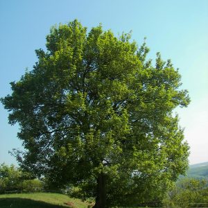 Acer campestre sp. (Javor poľný)