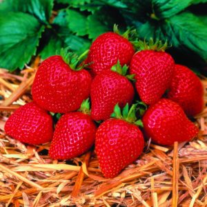 Fragaria ´Elán´ (Jahoda) - stálerodiaca