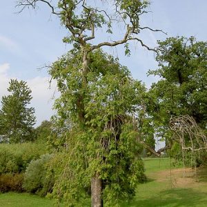 Fraxinus excelsior ´Pendula´ (Jaseň štíhly)