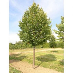 Tilia cordata (Lipa malolistá)