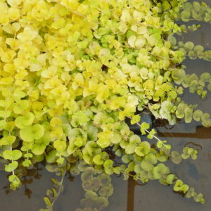 Lysimachia nummularia ´Aurea´ (Čerkáč peniažtekový) °