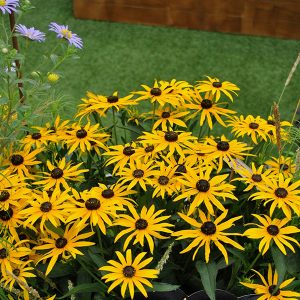 Rudbeckia ´Forever Gold´ (Rudbekia ´Forever Gold´) - posledné 3ks .