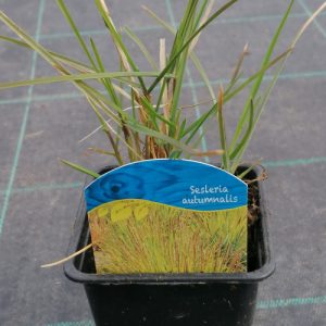 Sesleria autumnalis (Ostrevka)
