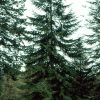 Abies alba (Jedľa biela)
