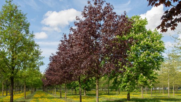 Acer platanoides ´Crimson sentry´ (Javor mliečny)