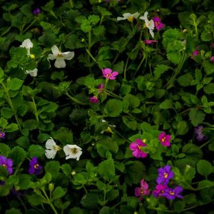 Bacopa monnieri - rôzne farby