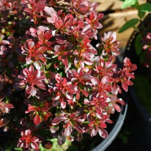 Berberis thunb. ´Bagatelle´ ( Dráč thunbergov)