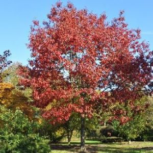 Quercus rubra (Dub červený)