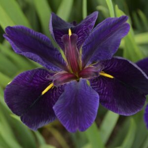 Iris lousiana ´Black Gamecock´ (Kosatec lousianský)
