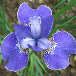 Iris setosa ´Baby Blue´ (Kosatec chlpatý) °