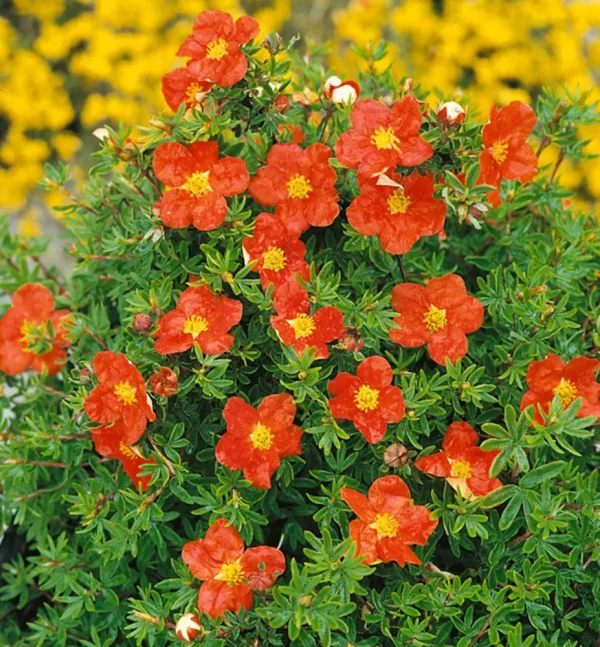 Potentilla fruticosa ´Red Ace´  (Nátržník krovitý)