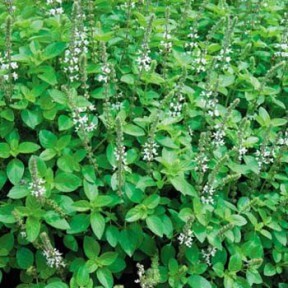 Majorana hortensis ´Venezia´ (Majorán záhradný).