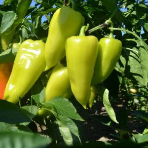 Paprika zeleninová ´PCR´