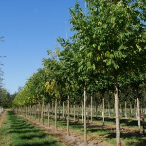 Phellodendron amurense (Korkovník amurský)