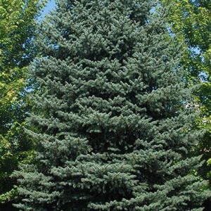 Picea pungens (Smrek pichľavý)