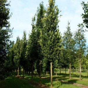 Quercus robur ´Fastigiata´ (Dub letný)