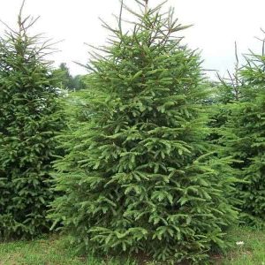 Picea abies (Smrek obyčajný)