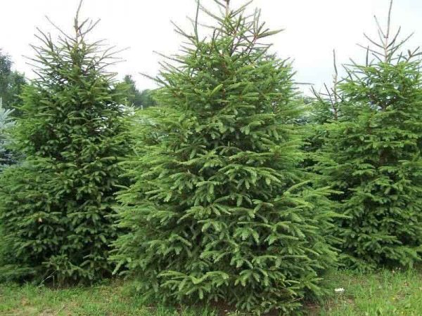 Picea abies (Smrek obyčajný)