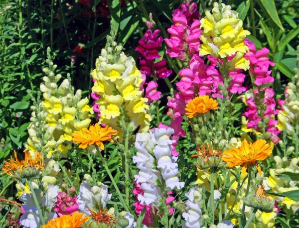 Antirrhinum ´Twinny Mixture´ (Papuľka) - Image 2