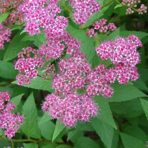Spiraea bumalda (Tavoľník bumaldov)