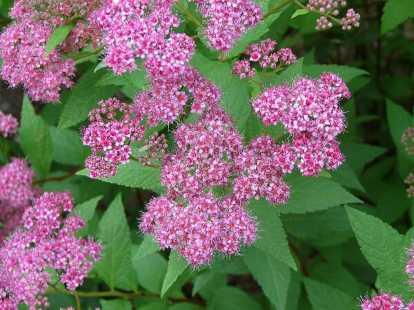 Spiraea bumalda (Tavoľník bumaldov)