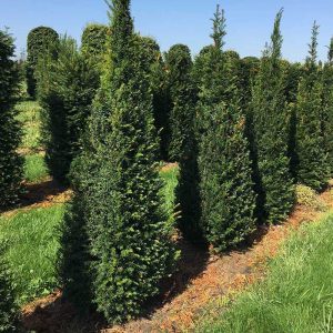 Taxus baccata (Tis obyčajný)