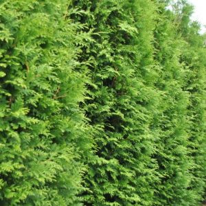 Thuja occidentalis ´Brabant´ (Tuja západná)