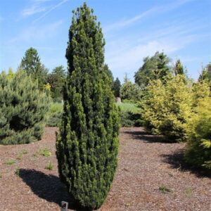 Taxus baccata 'Fastigiata Robusta' (Tis obyčajný) ´