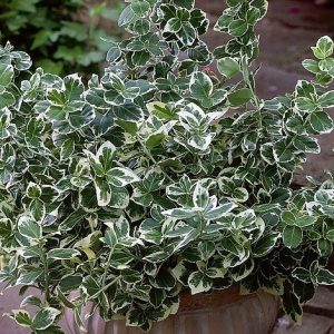 Euonymus fortunei ´Emerald Gaiety´ (Bršlen fortunov)