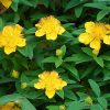 Hypericum calycinum ´Hidcote´ (Ľubovník kalíškatý)