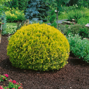 Thuja occ. ´Golden Globe´ (Tuja západná) ´