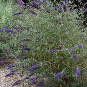 Buddleja davidii ´Nanho Blue´ (Budleja Dávidova)