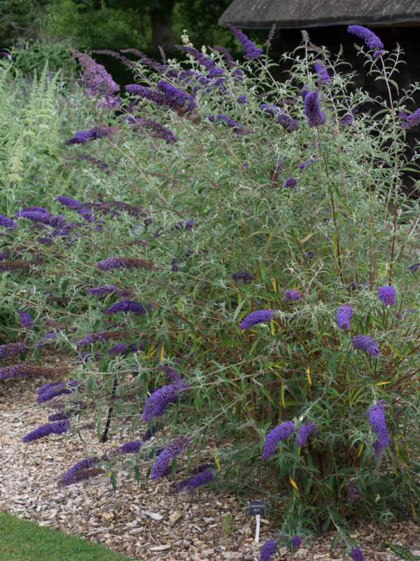 Buddleja davidii ´Nanho Blue´ (Budleja Dávidova)
