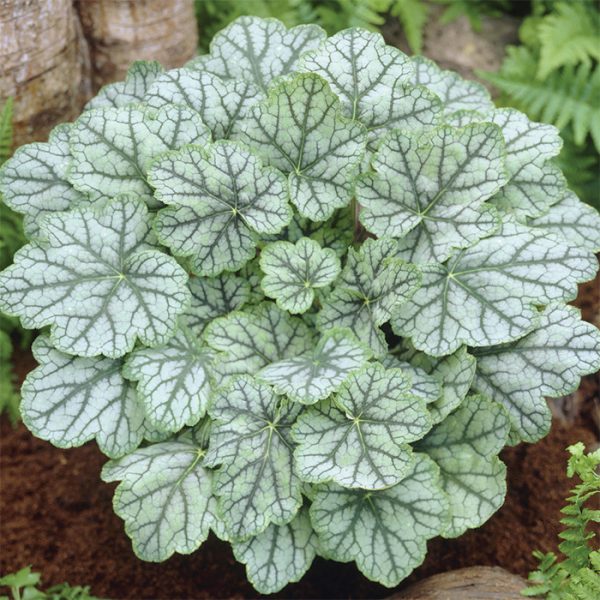 Heuchera hybrid ´Venus´