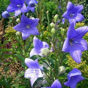 1Platycodon grandiflorus ´Astra Blue´ (Balónovec veľkokvetý)