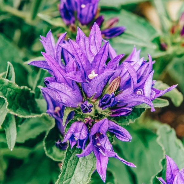 Campanula glomerata  ´Genti Blue´(Zvonček klbkatý) - posledné 2ks.