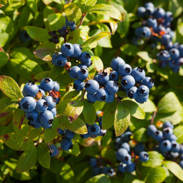 Vaccinium cor. ´Toro´
