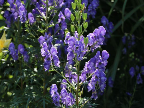 1Aconitum carmichaelii ´Blue Lagoon´ (Prilbica)